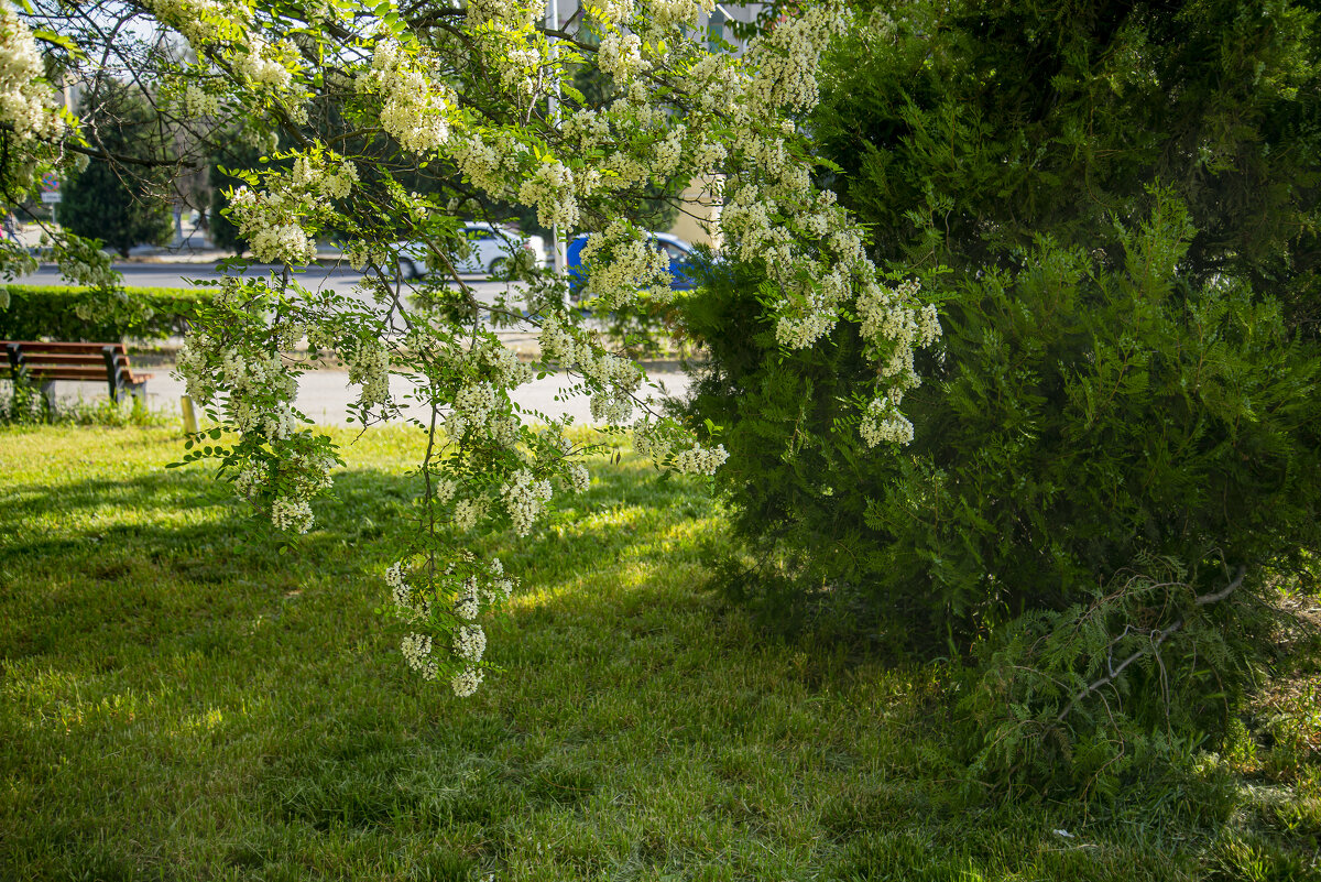 Акация - Анатолий Чикчирный