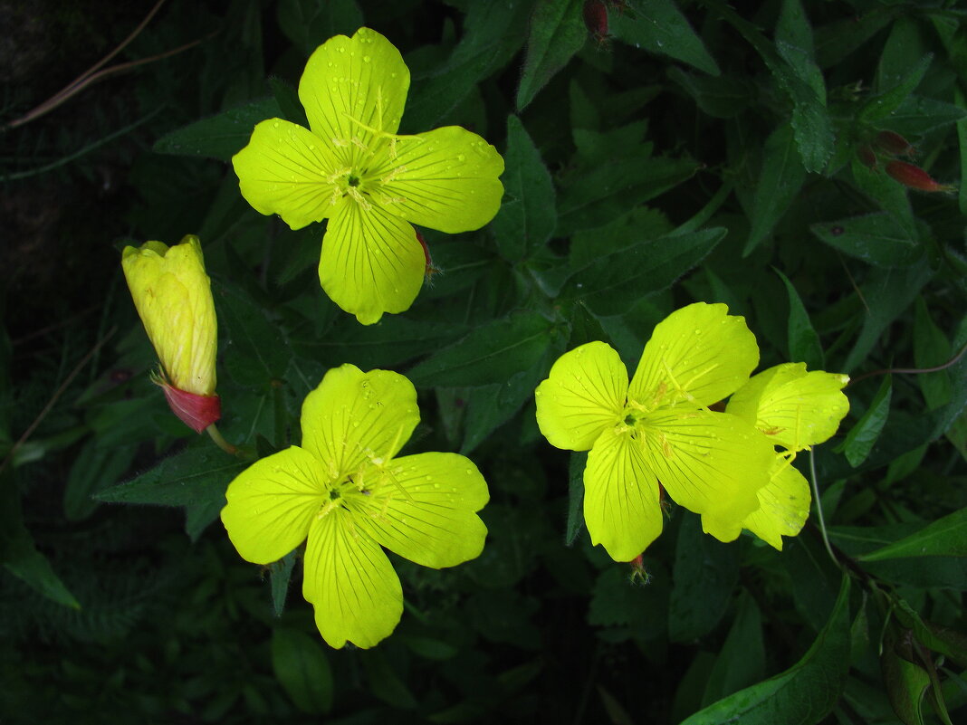 Энотера цветёт - Людмила Смородинская
