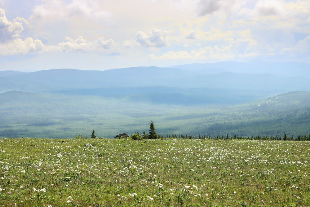 Ветреница цветёт... - Галина Ильясова