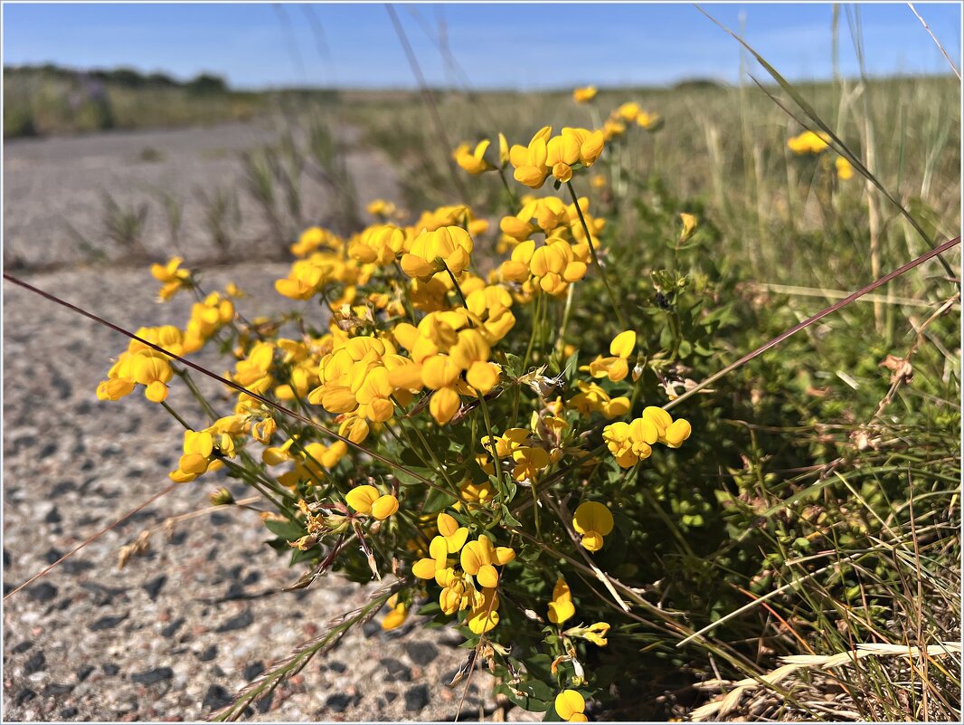 Цветы у дороги. Лядвенец рогатый. - Валерия Комова