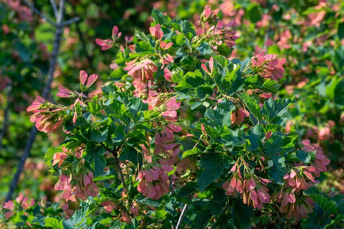 Клен - Игорь Сикорский Клен - Игорь Сикорский