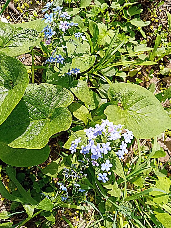 Цвет весны. - Владимир Драгунский