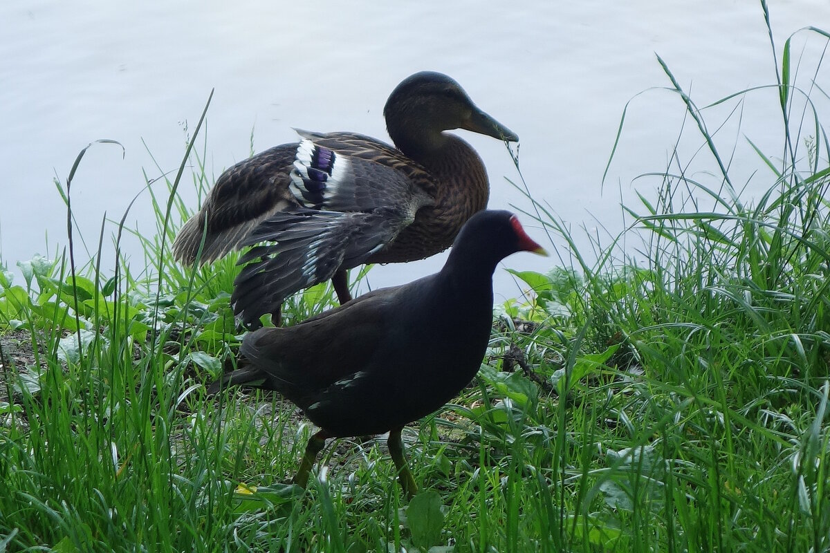 Камышница и кряква - Рита Симонова