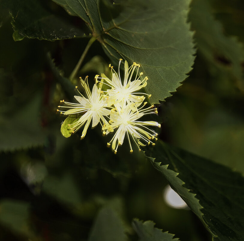 Липа - Евгений 