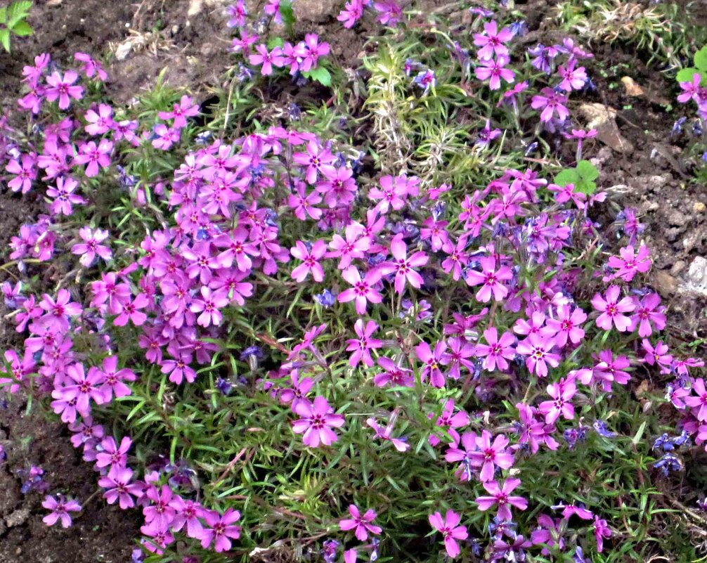 ***** - Елена Семигина