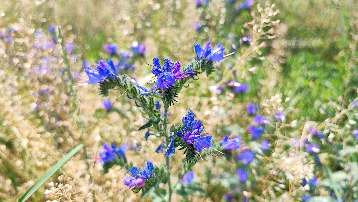 ,,, - Сергей Тимоновский