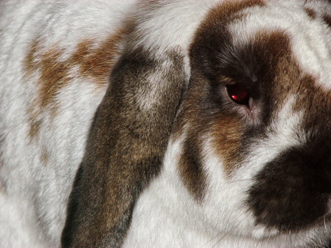 Кроля - Джованни Луче