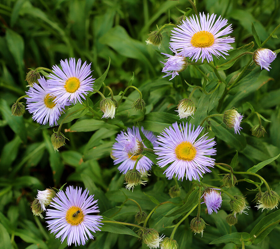 Июньские сентябринки - Светлана Июньские сентябринки - Светлана