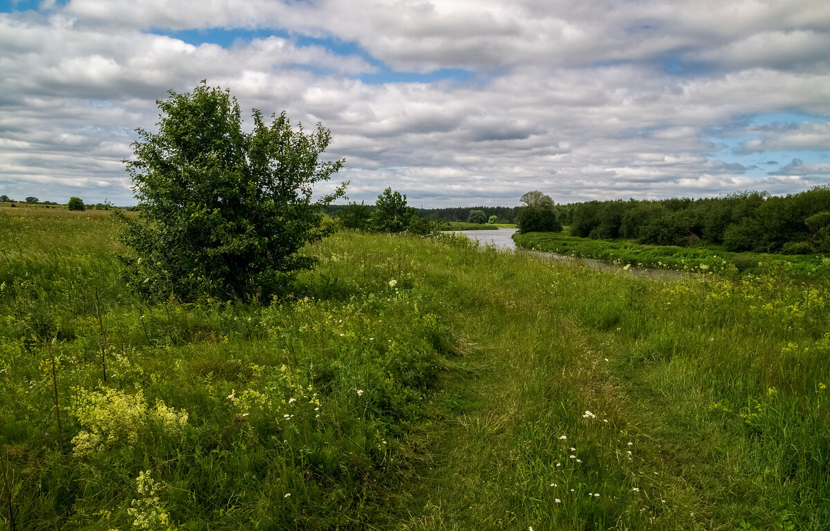 Подмосковный июнь 4 - Андрей Дворников