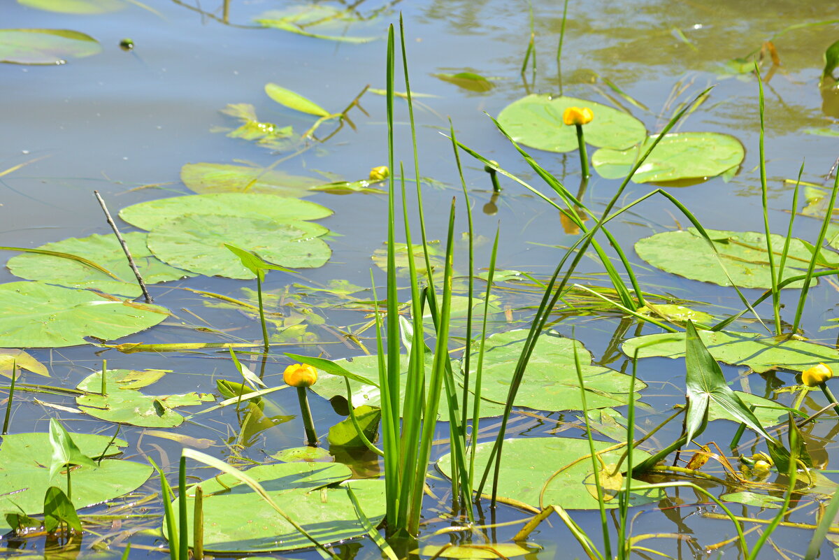 Июнь - Татьяна Лютаева