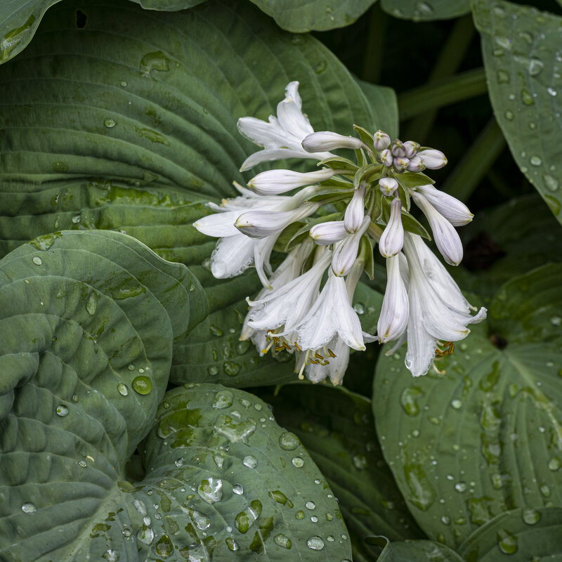 На даче дождь. - Николай Галкин 