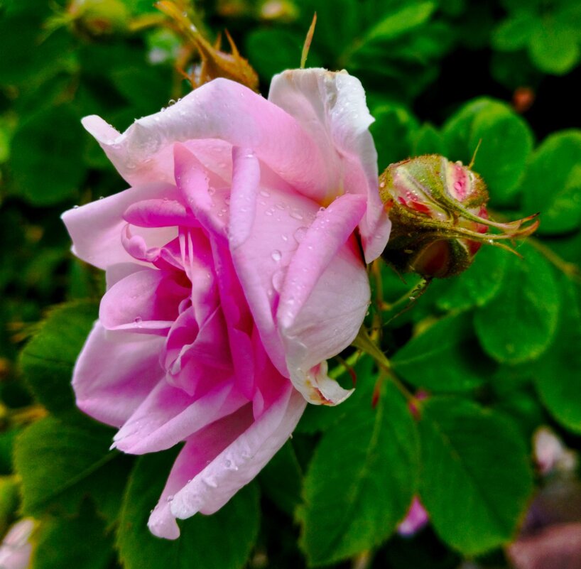 Дождливый июнь - Галина Бобкина