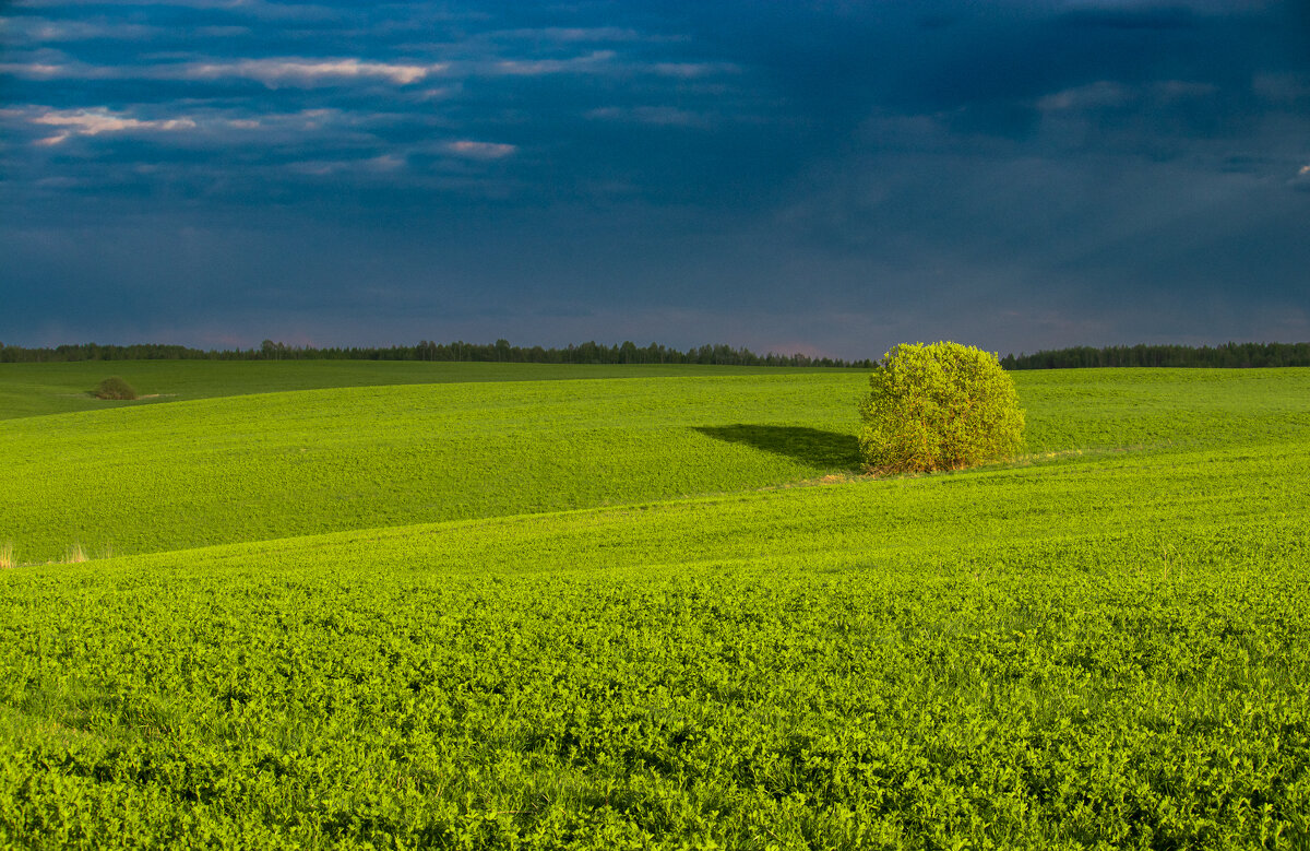 Брянские просторы - Sergei Vikulov