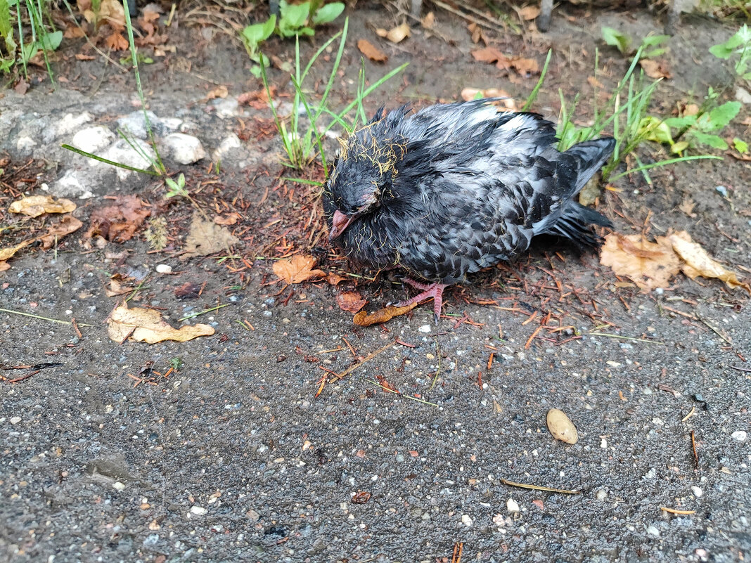 Голубь (Columba) / Спит малец - Денис Бочкарёв Голубь (Columba) / Спит малец - Денис Бочкарёв