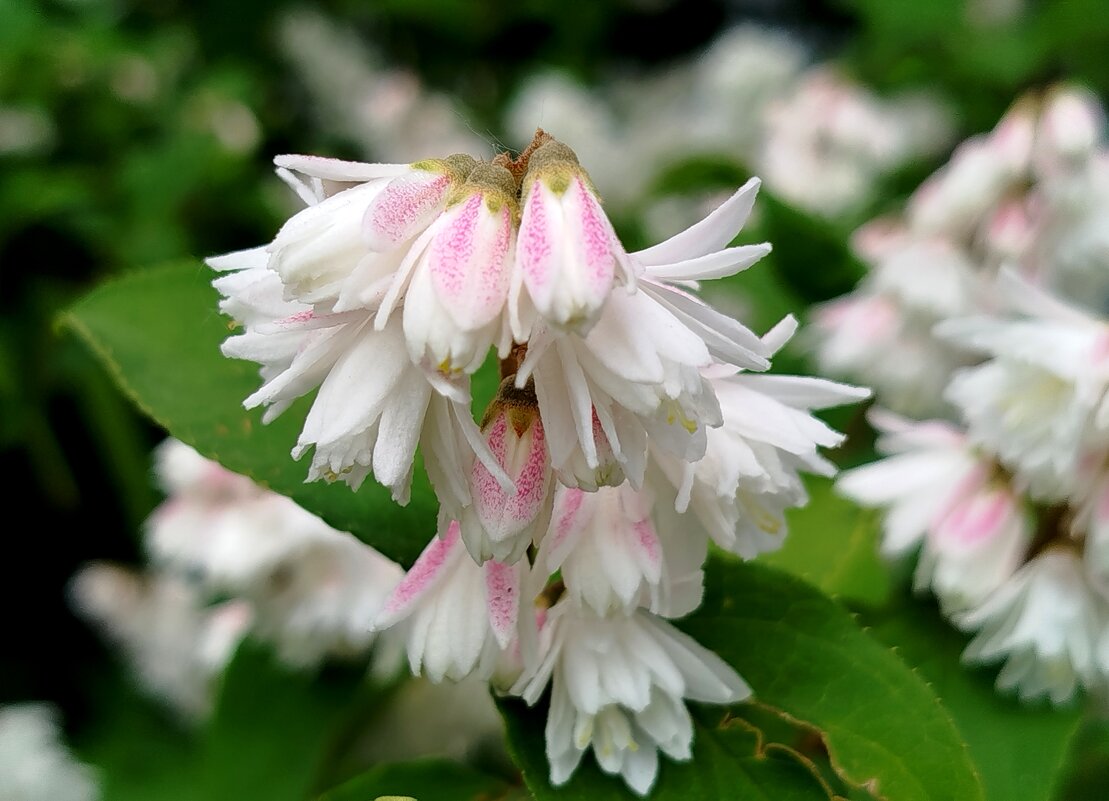 Красивый и мне не знакомый доселе кустарник - светлана льдокова