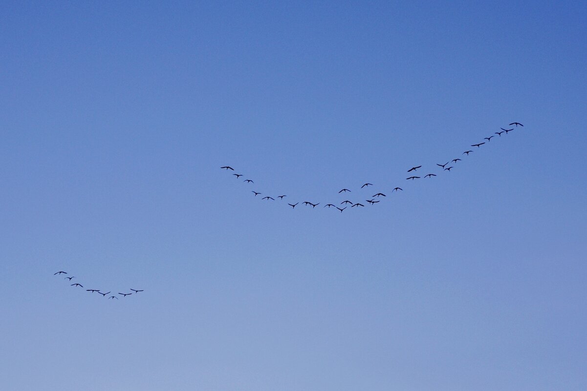 Полет в небе - Сергей Швечков
