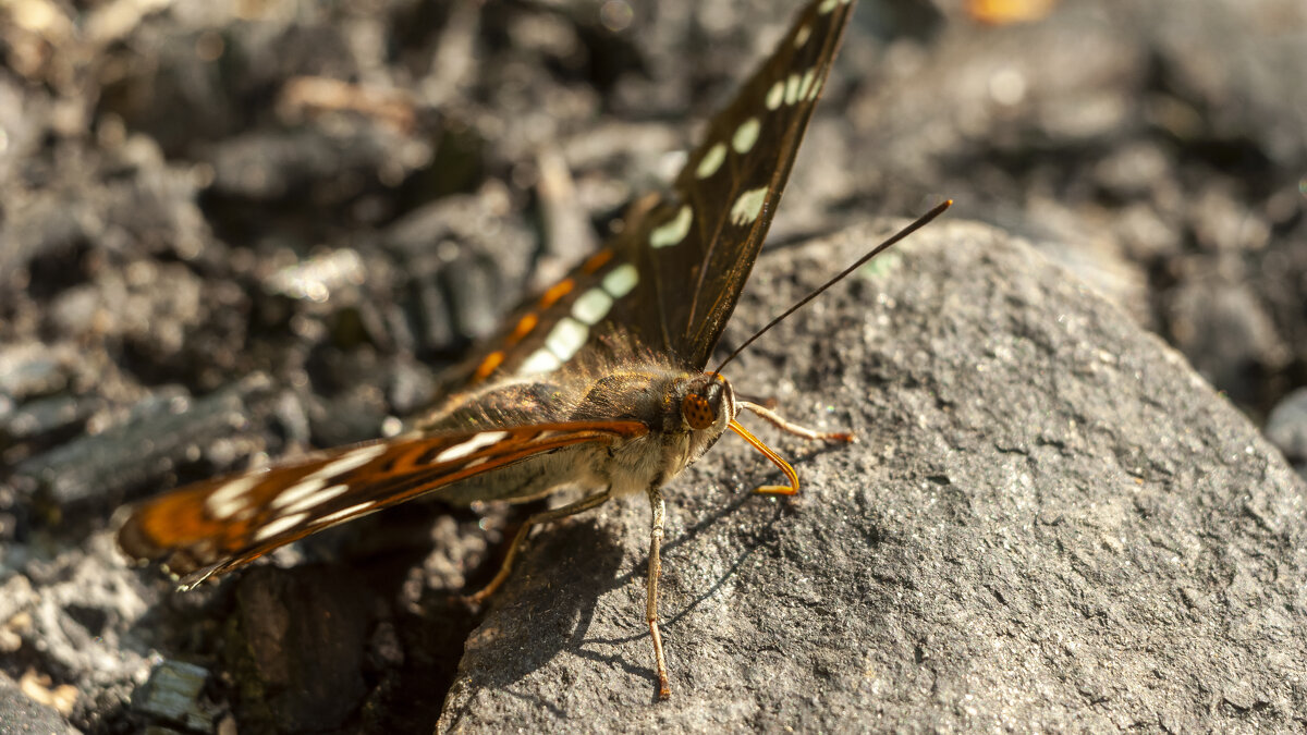 Ленточник тополёвый. - Вадим Басов
