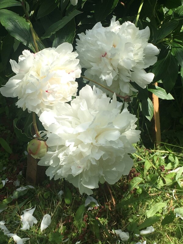 Пионы в июне... - Владимир Павлов