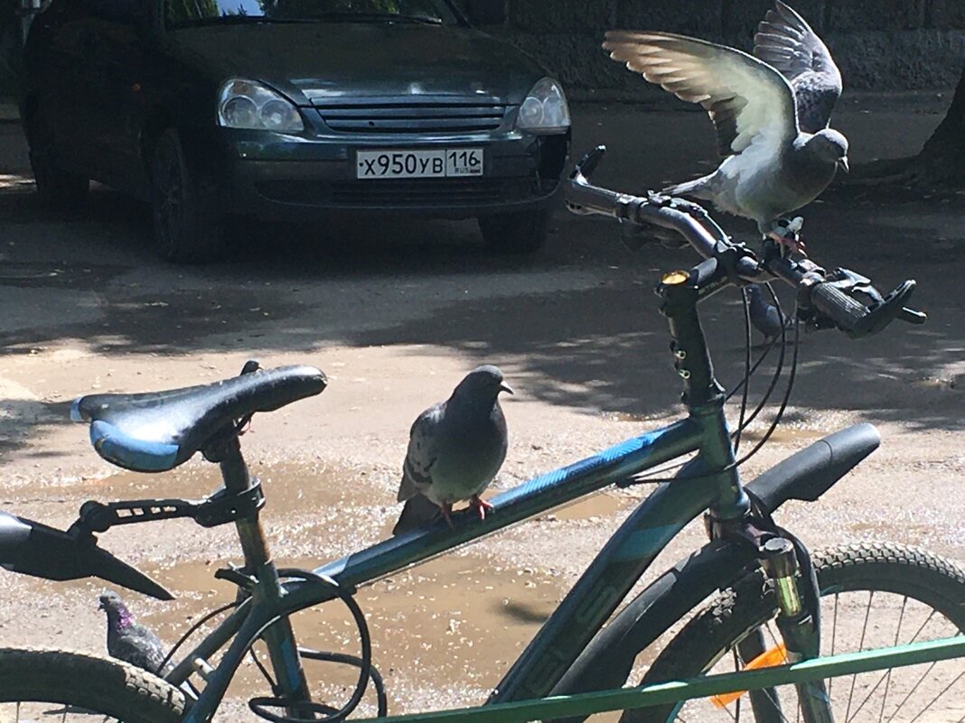 Велосипед и голуби... - Владимир Павлов