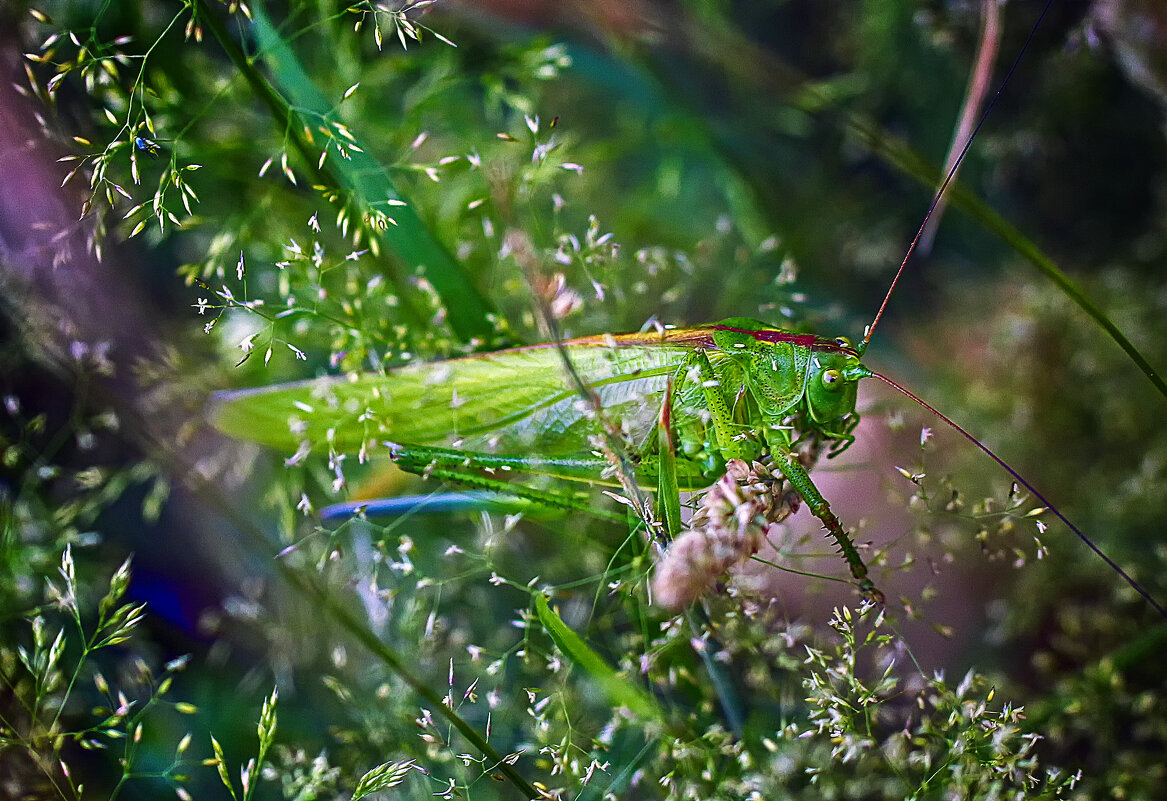 В траве сидел кузнечик, зелененький он был - Андроник Александр 