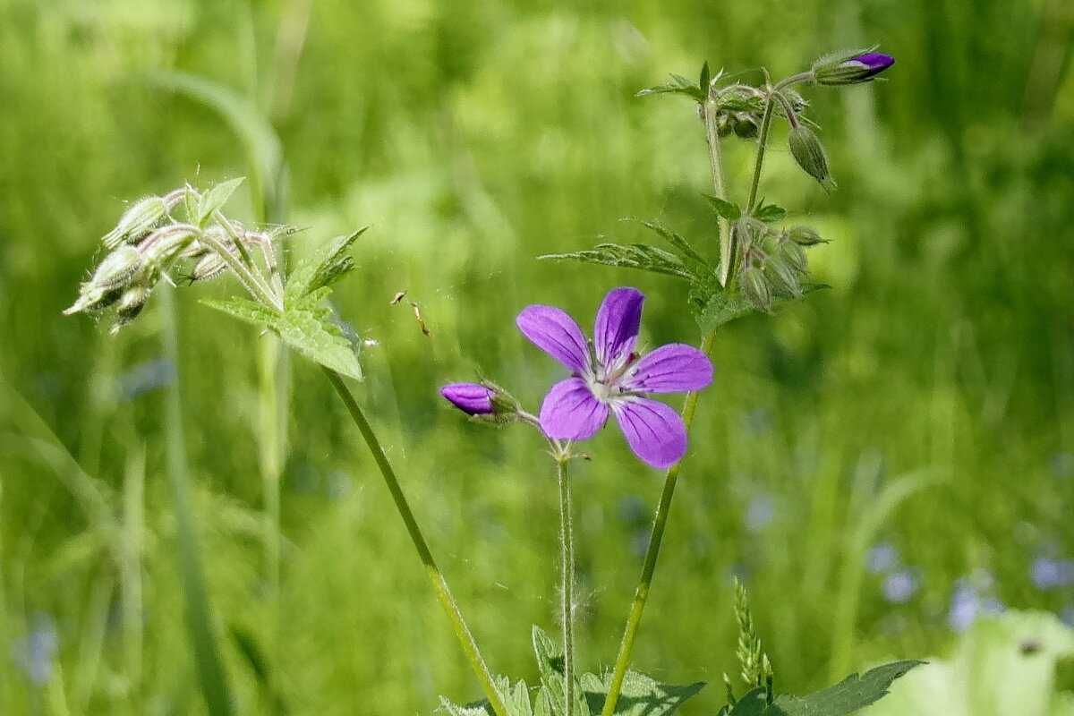 Полевой цветок - Сергей Швечков