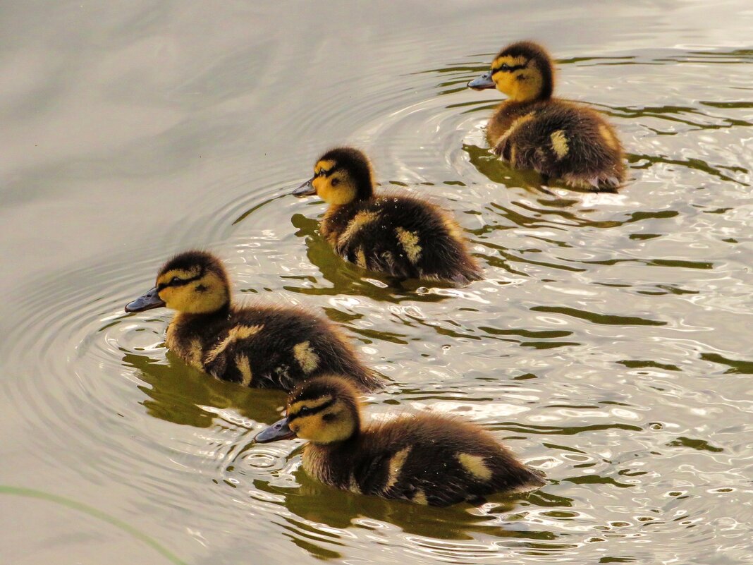 Пополнение в утином семействе - Андрей Снегерёв