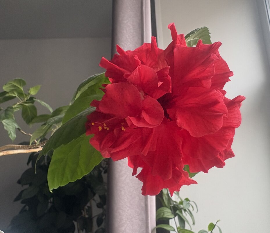 Гибискус - Наталия Павлова Гибискус - Наталия Павлова