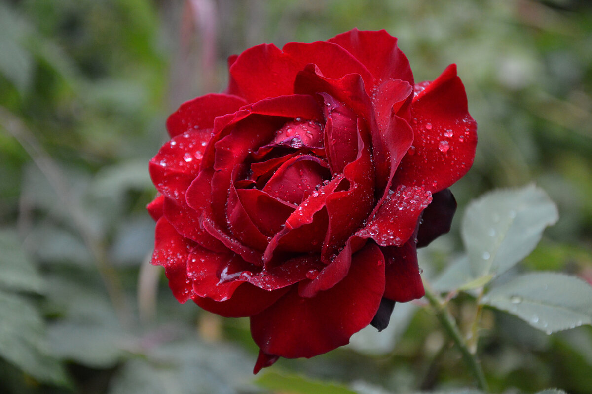 После дождя - Надежда Куркина 