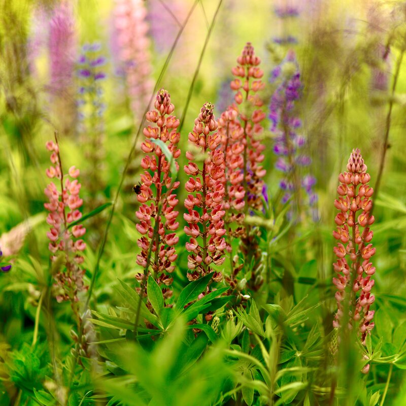 Люпиновая Сказка - Натали Королева