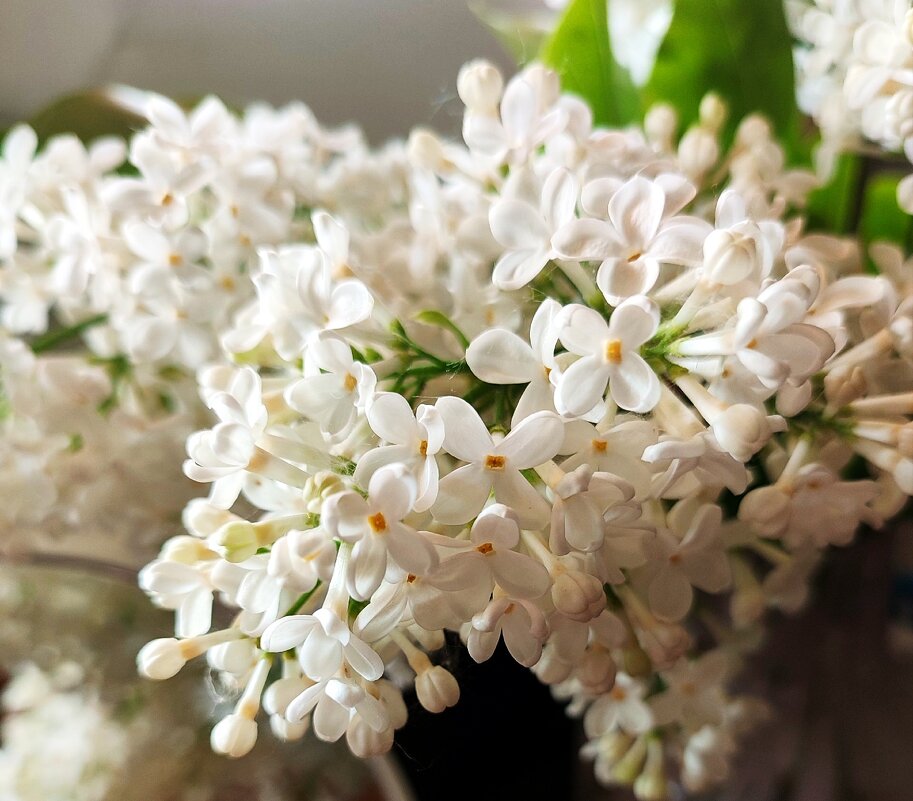 Сирень белая - Ирина 