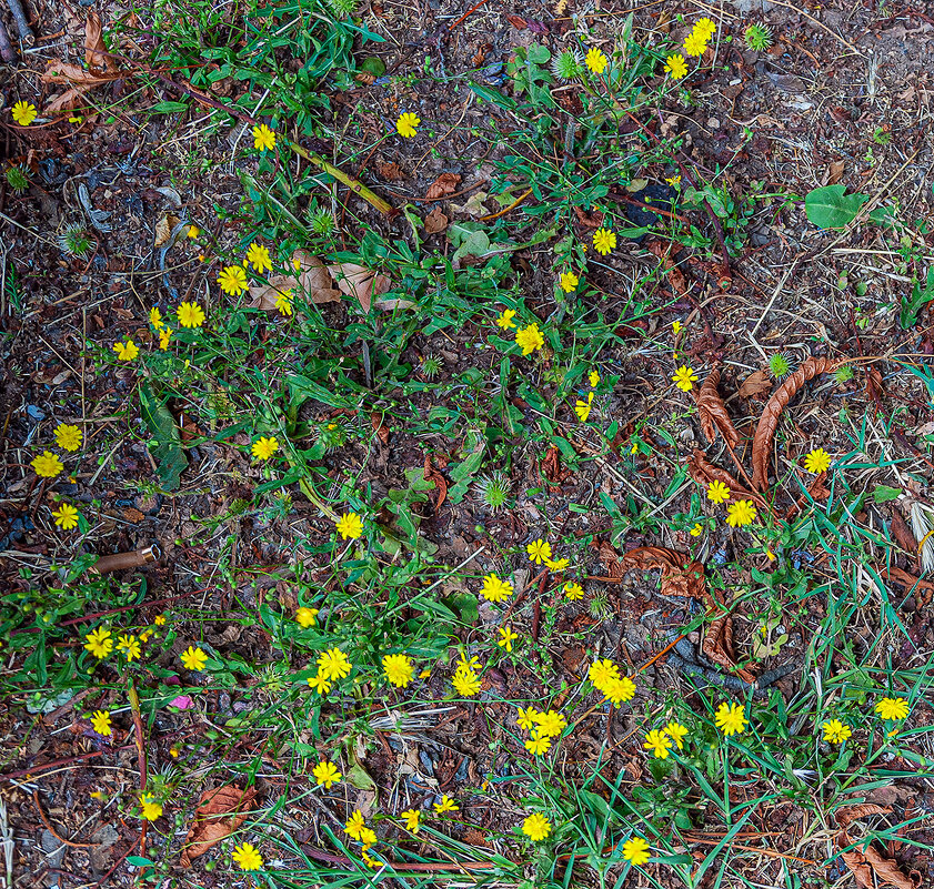 Солнышки! - Варвара 