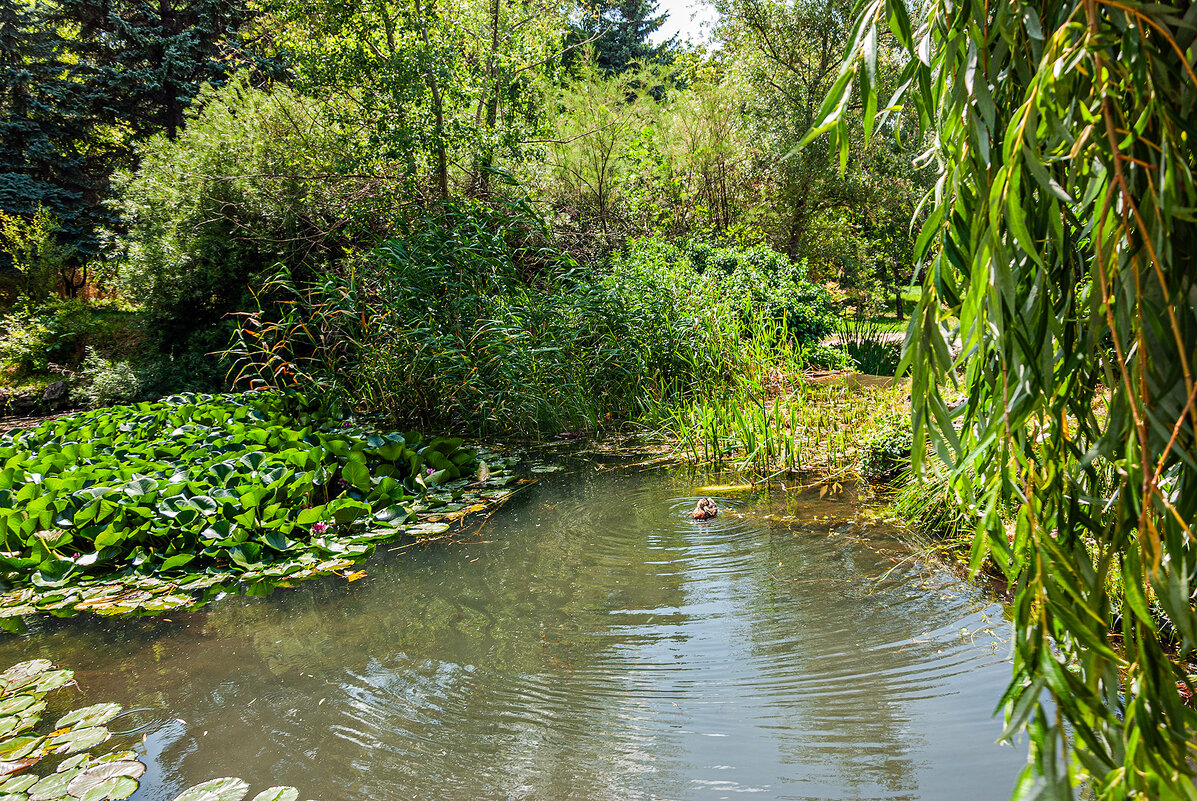Прогулка по парку.Пруды - Варвара Прогулка по парку.Пруды - Варвара