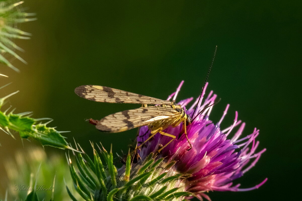 Скорпионница на чертополохе... - Николай Гирш Скорпионница на чертополохе... - Николай Гирш