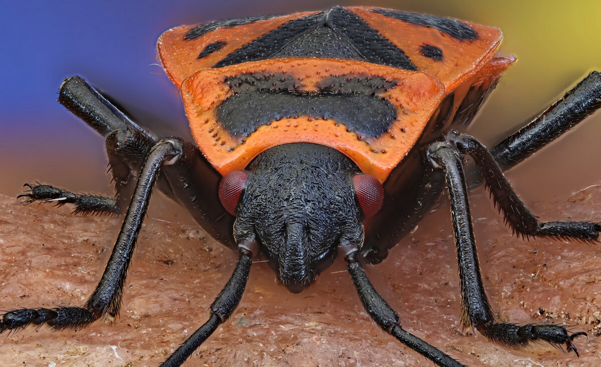 . - Игорь Осипов