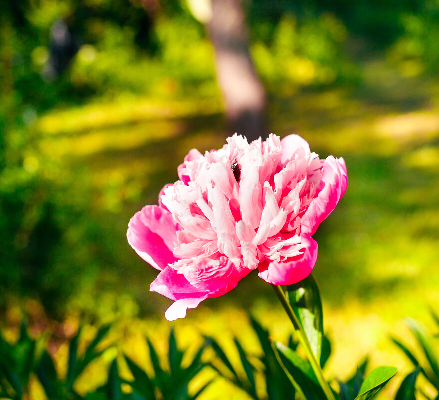 Цветочек - Валерий Серёгин