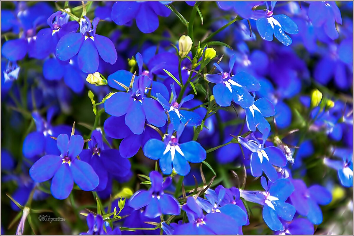 Пето,июнь,цветы... - Aquarius - Сергей Пето,июнь,цветы... - Aquarius - Сергей