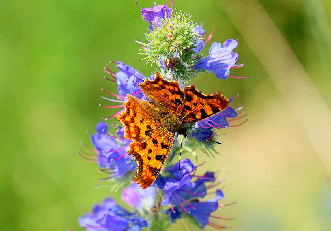 из снятого сегодня 3 - Александр Прокудин