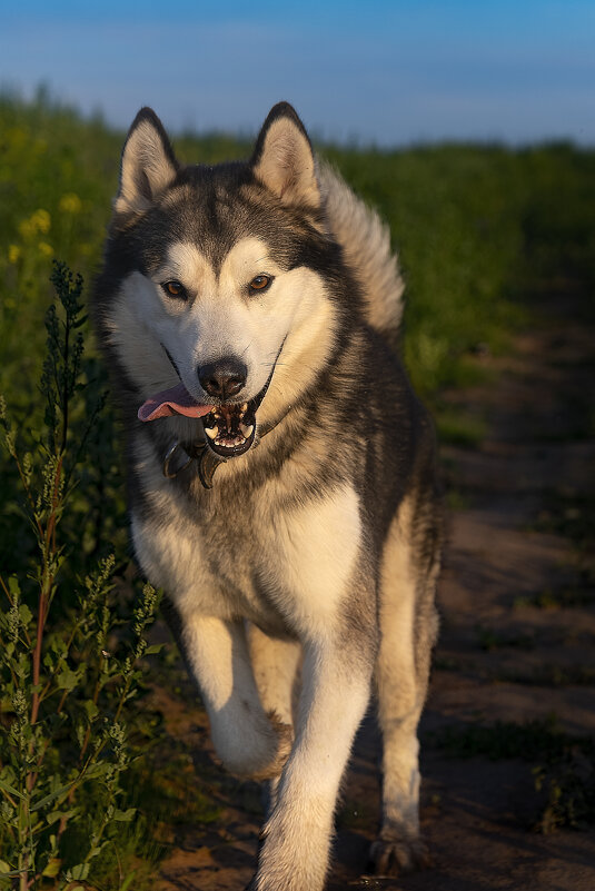 Ярик. - leff Postnov