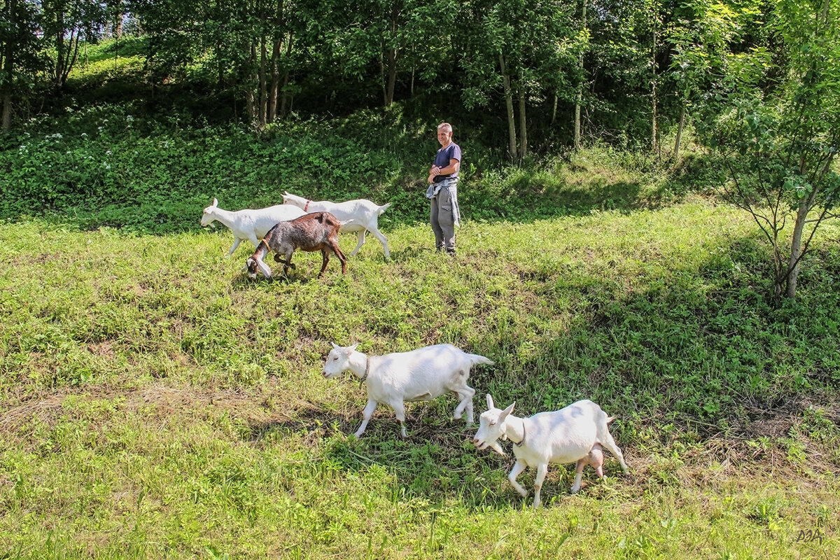 Выпас коз . - Роланд Дубровский