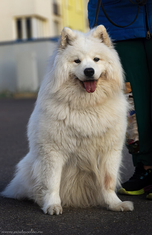 "Девочка-самоедка" - leff Postnov