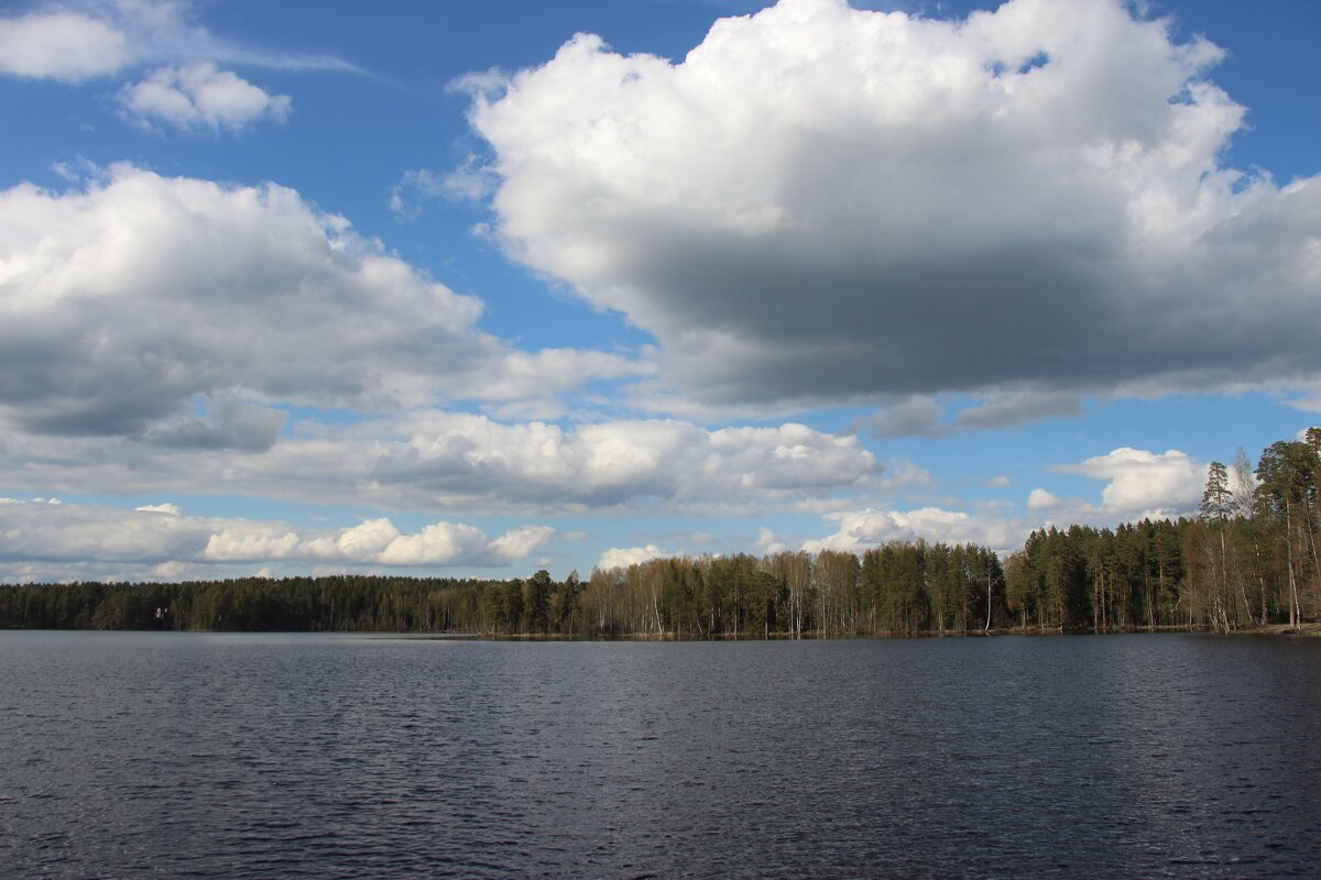 Комарово. Озеро Щучье - Наталья Герасимова