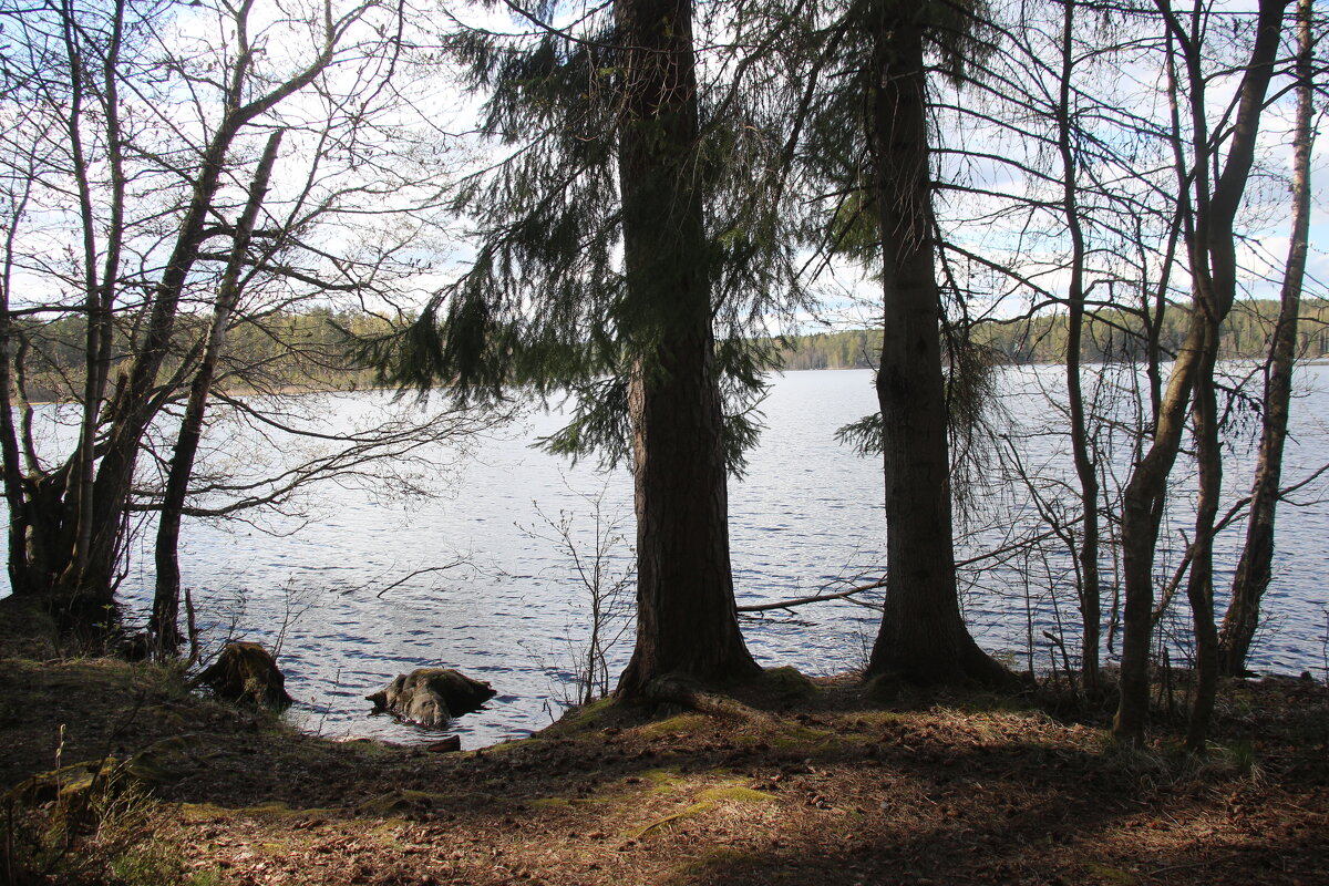 Комарово. Озеро Щучье - Наталья Герасимова Комарово. Озеро Щучье - Наталья Герасимова