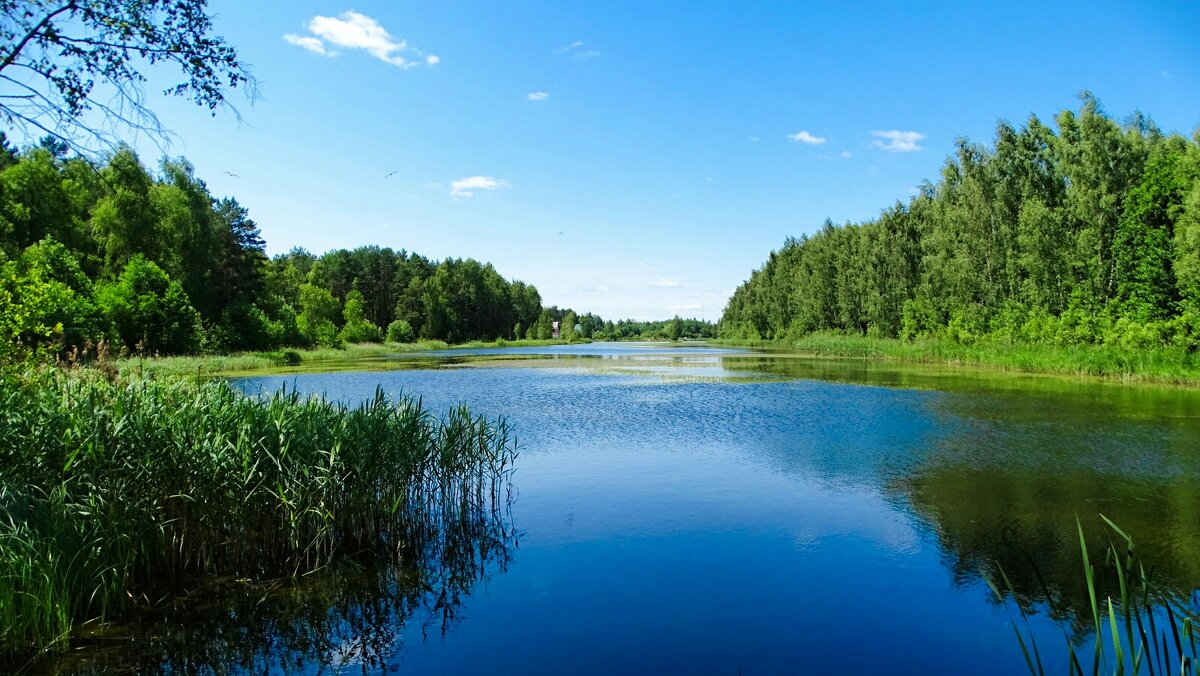 Наше лето - Милешкин Владимир Алексеевич 