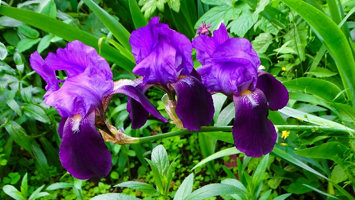 Цветы на городских клумбах. - Милешкин Владимир Алексеевич 