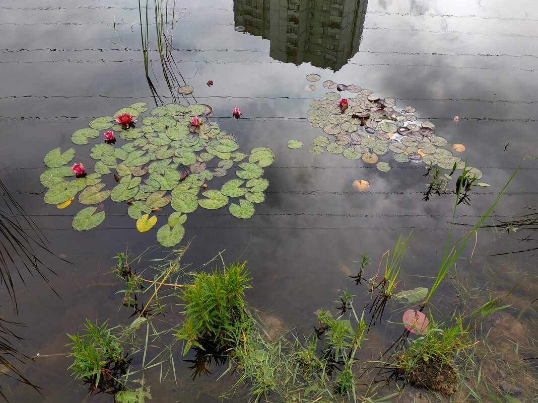 * * * - Андрей Лукьянов