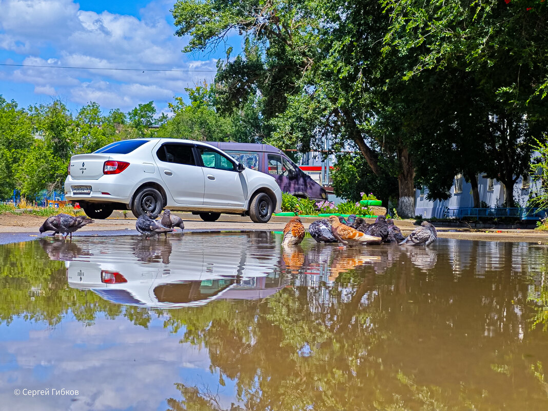 Купание голубей. - Сергей Гибков