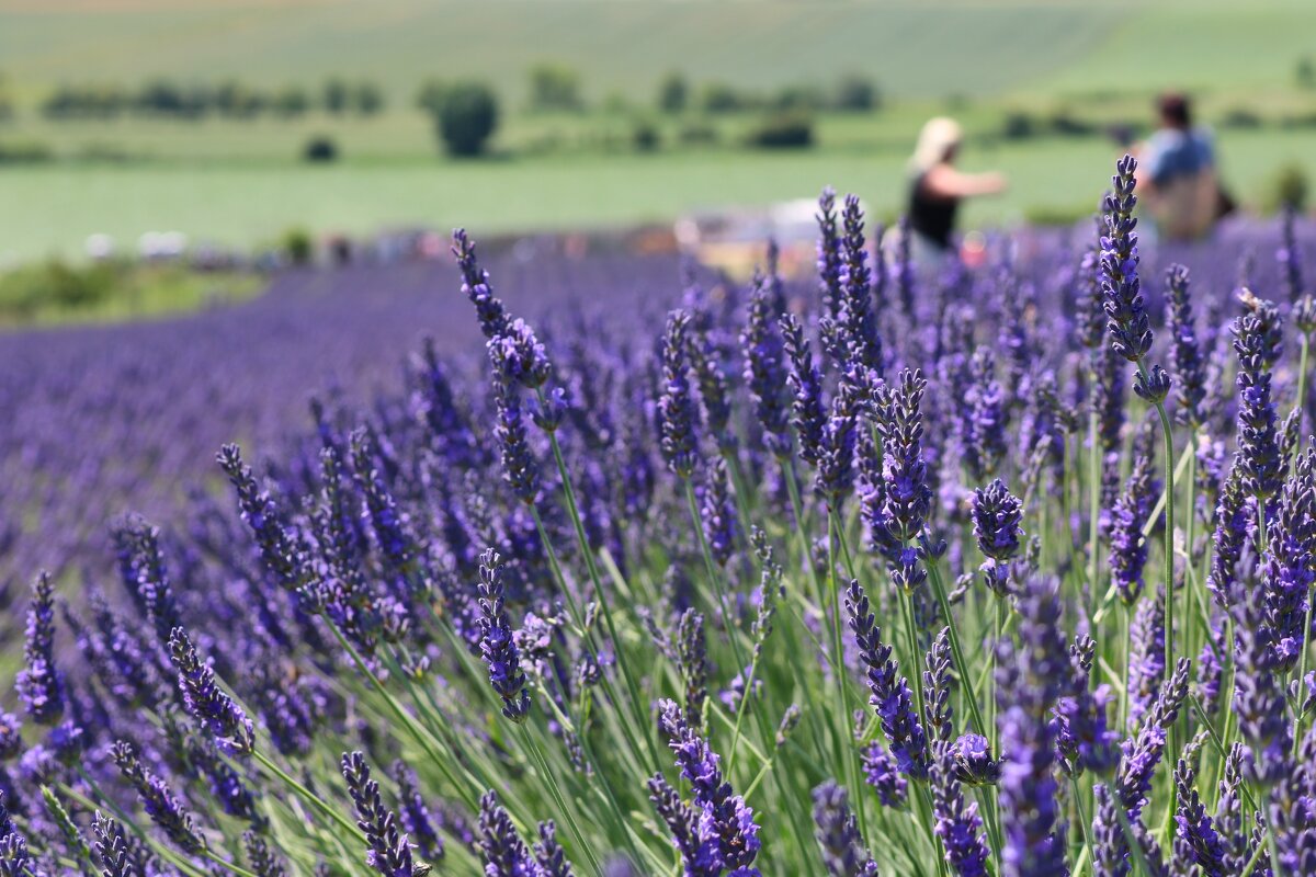 лавандовое море - Светлана Баталий