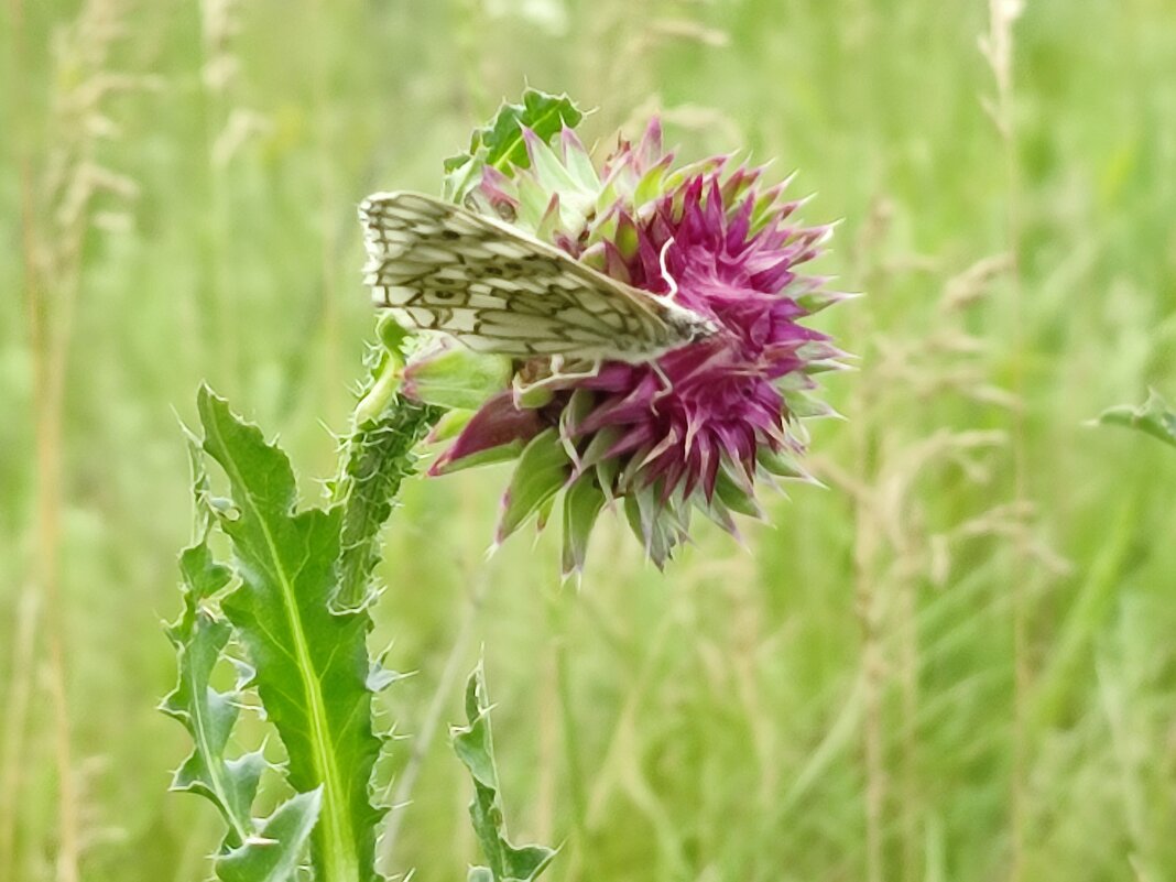 Ветерок - Валентина Богатко 