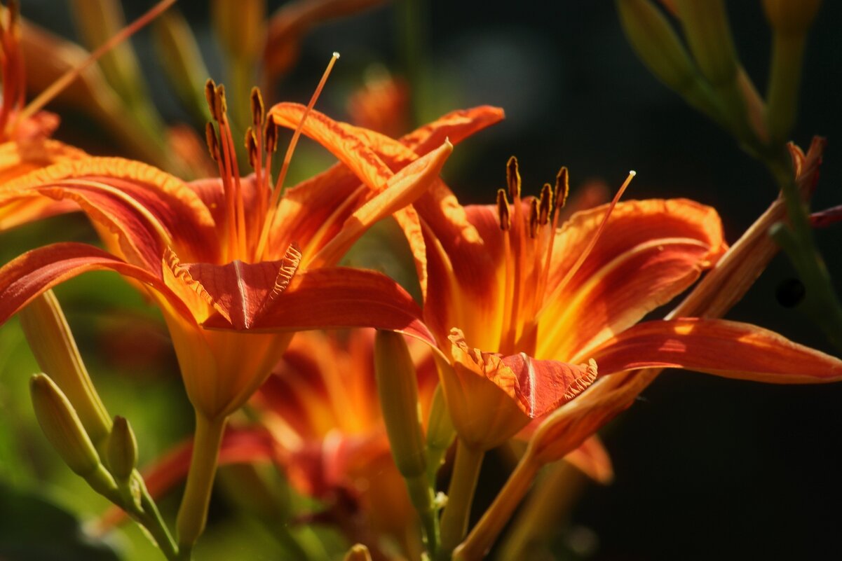 Доброе утро - Юрий. Шмаков