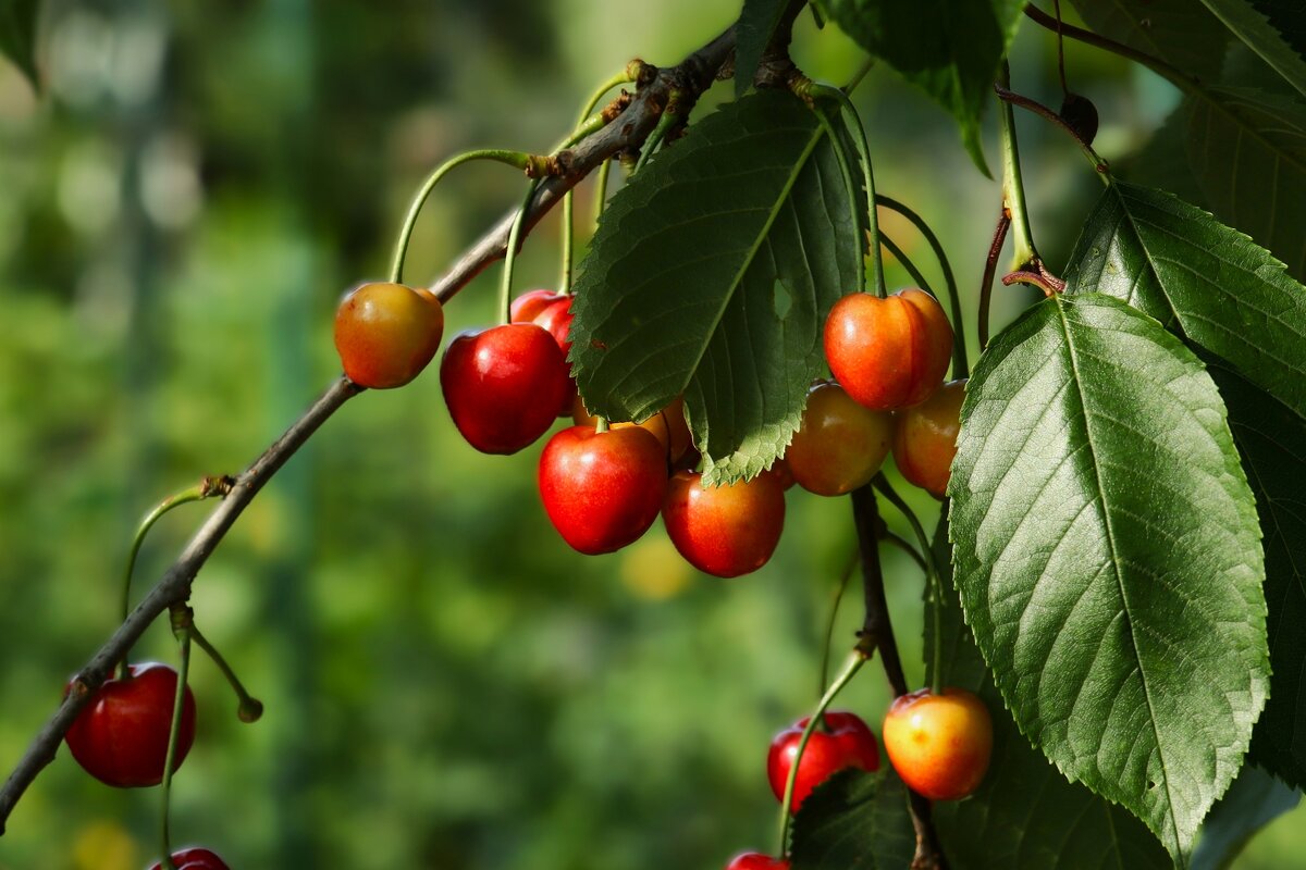 Черешня - Юрий. Шмаков